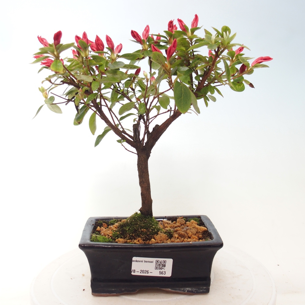 Outdoor bonsai - Azalia japońska - Azalea sp.