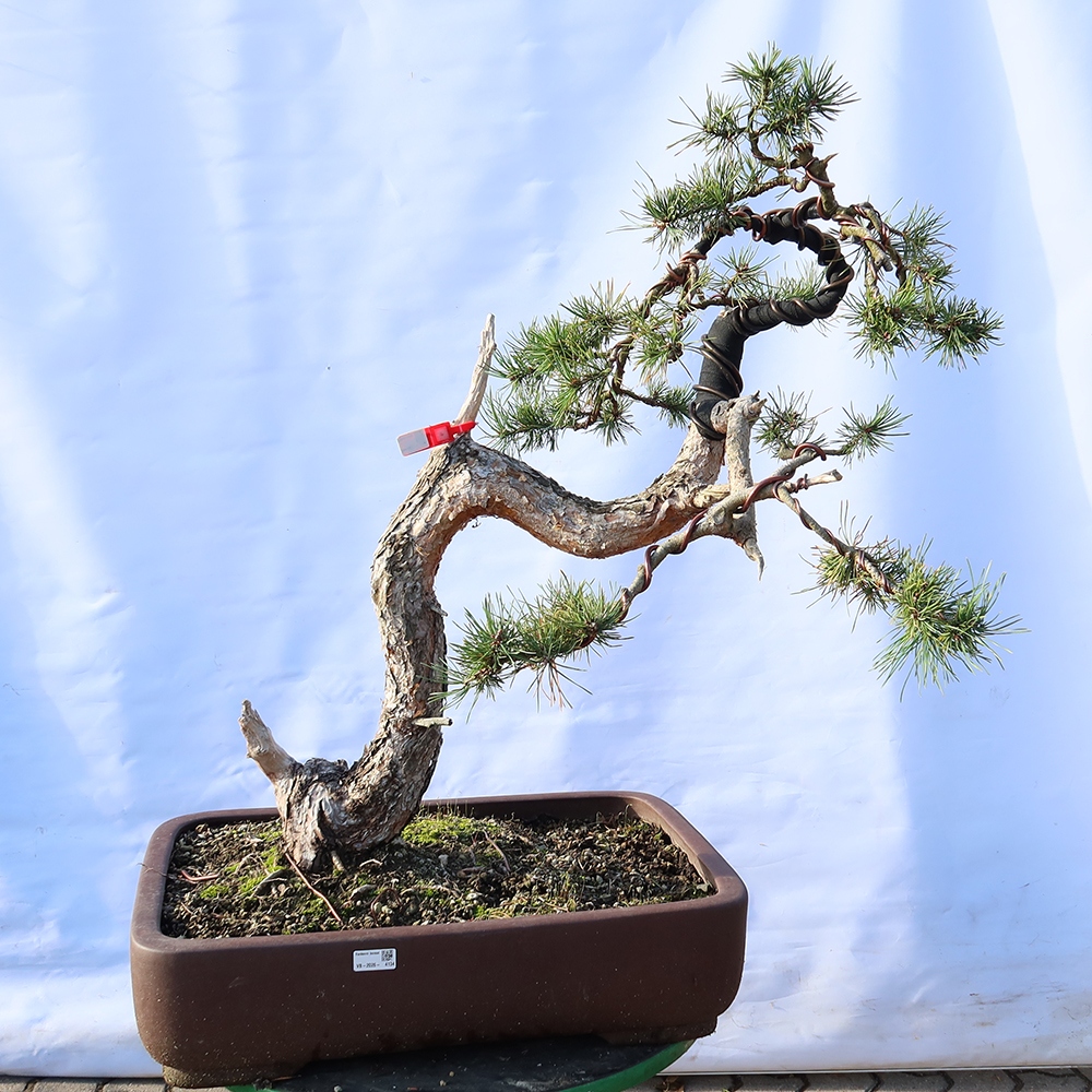 Pinus sylvestris Hiszpania – sosna zwyczajna
