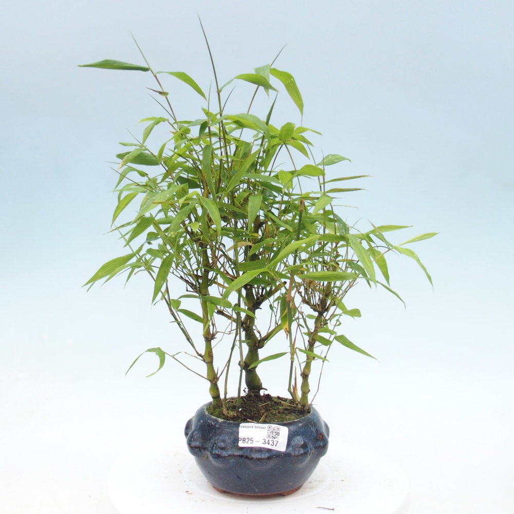 Room bonsai - Bamboo budha - Bamboo budha belly