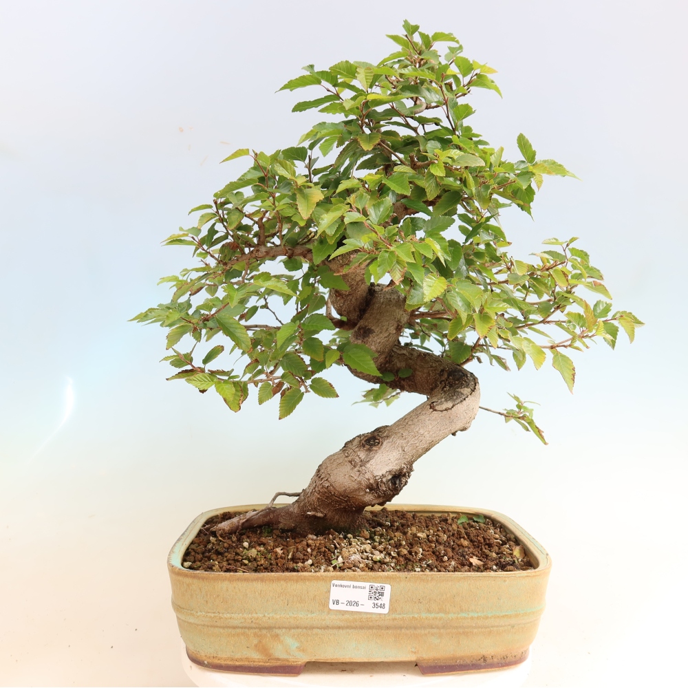 Outdoor bonsai - Carpinus CARPINOIDES - grab koreański