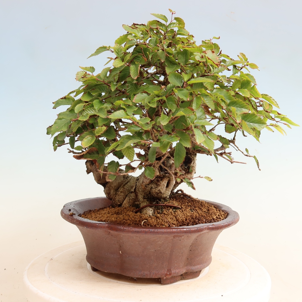 Outdoor bonsai - Carpinus CARPINOIDES - grab koreański
