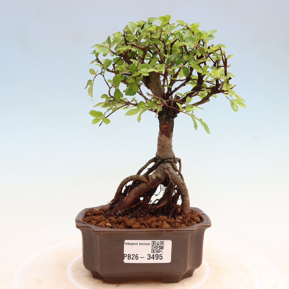 Pokój bonsai - Ulmus parvifolia - Wiąz drobnolistny