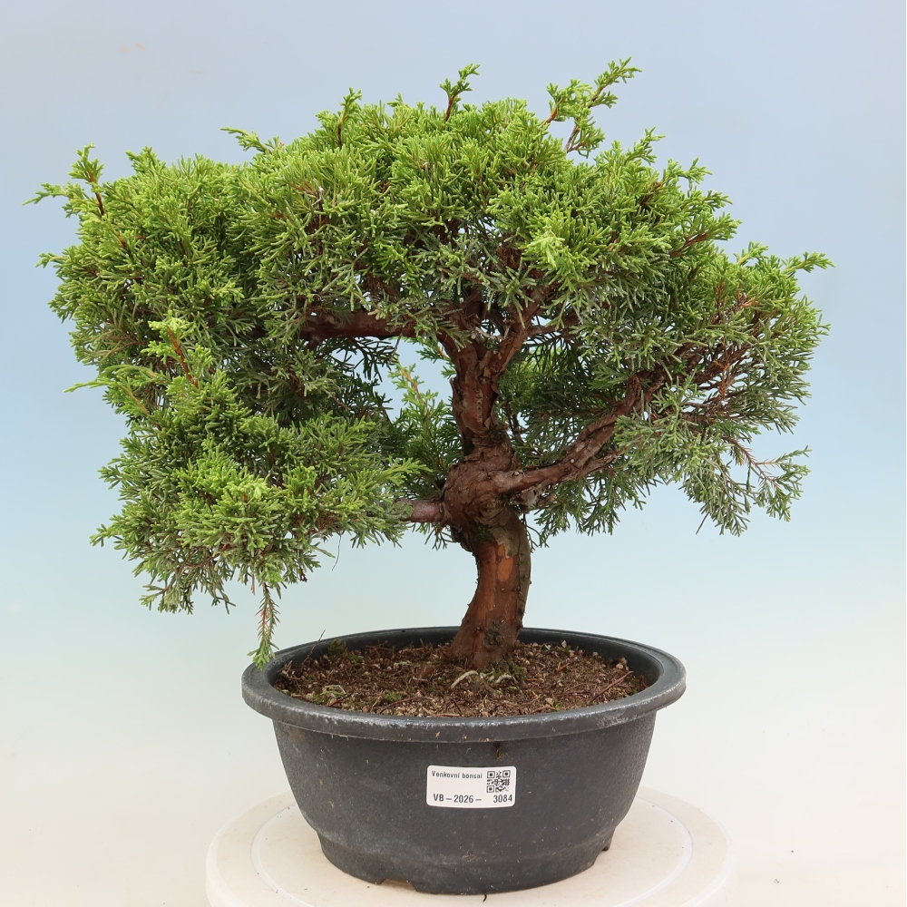 Bonsai ogrodowe – Juniperus chinensis Itoigawa – jałowiec chiński