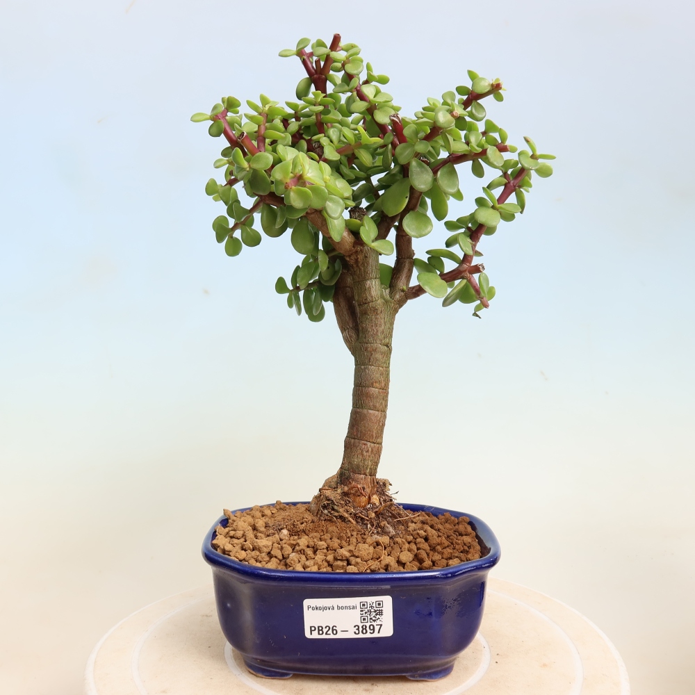 Pokój bonsai - Portulakaria Afra - Tlustice