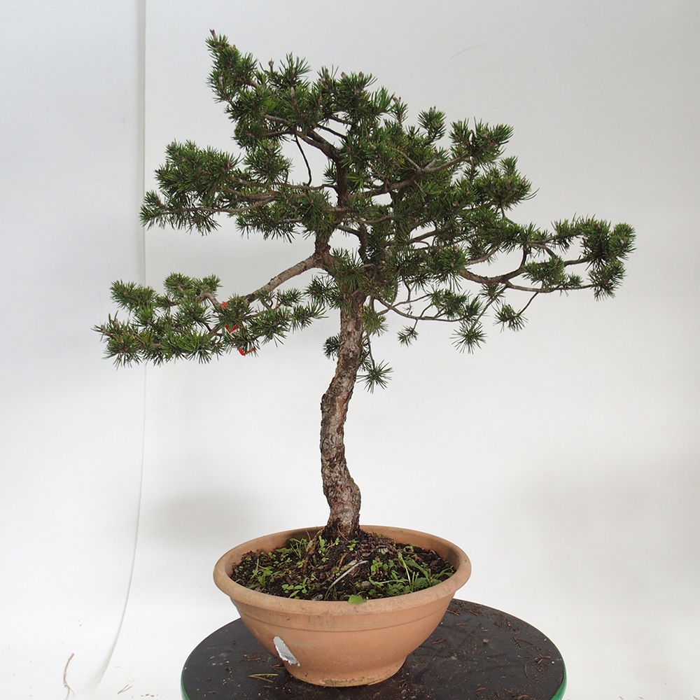 Yamadori - Pinus sylvestris Hiszpania