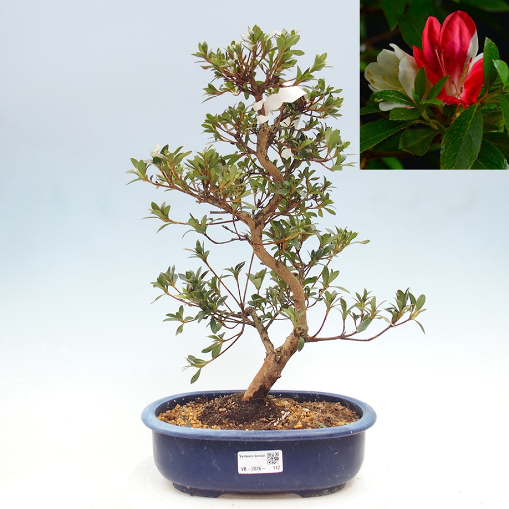Bonsai zewnętrzne - Azalia japońska - Azalia Senhime