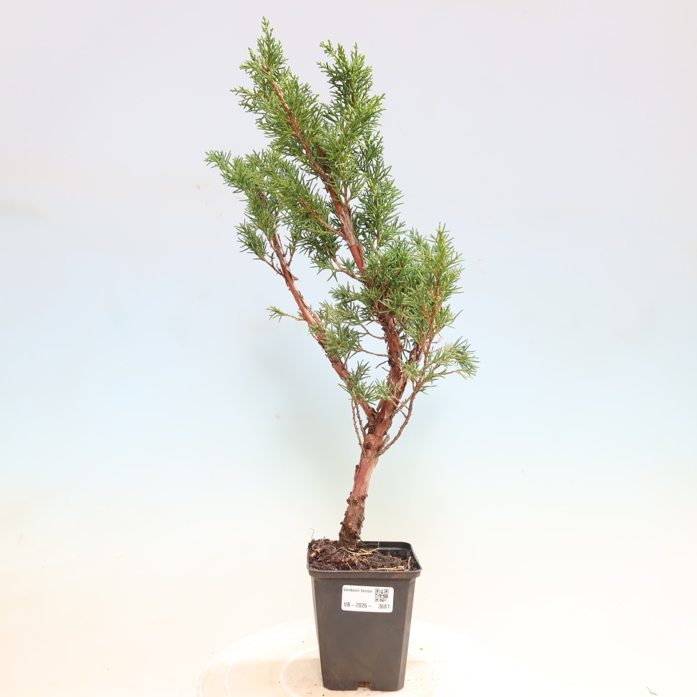 Outdoor bonsai - Juniperus chinensis Kishu