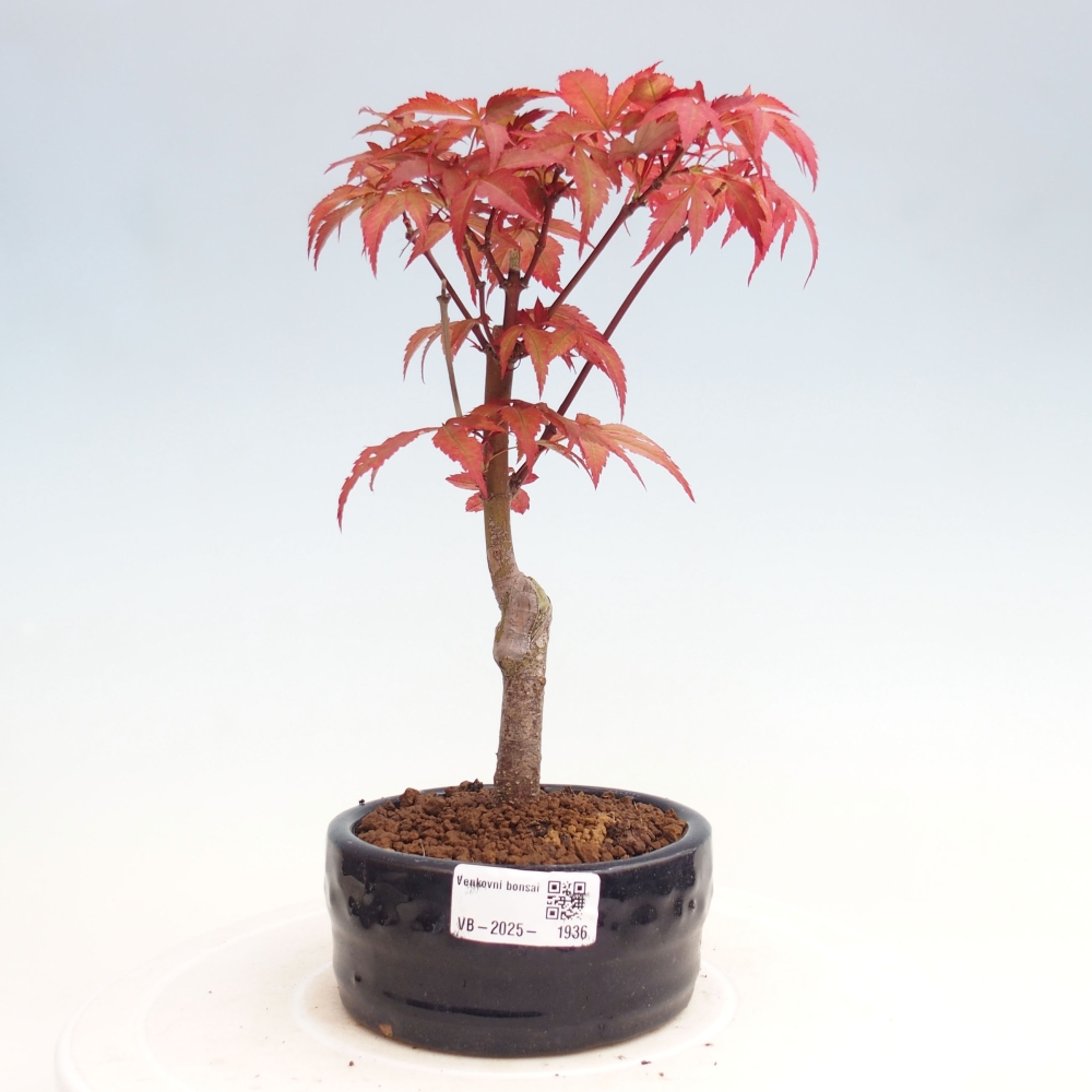 Bonsai zewnętrzne - palma Acer. Klon Atropurpureum-Palmleaf
