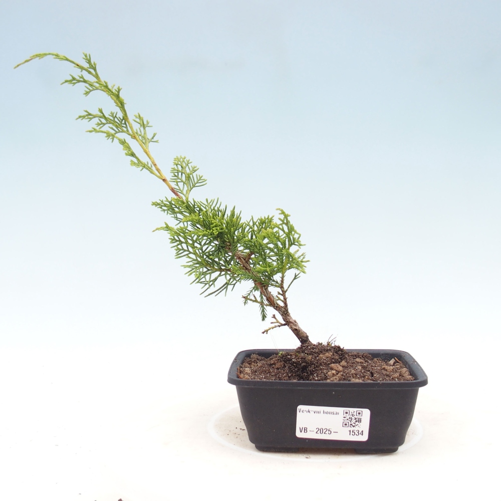 Outdoor bonsai - Juniperus chinensis Itoigawa - Jałowiec chiński
