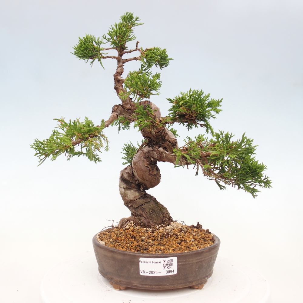 Outdoor bonsai - Juniperus chinensis Itoigawa - Jałowiec chiński