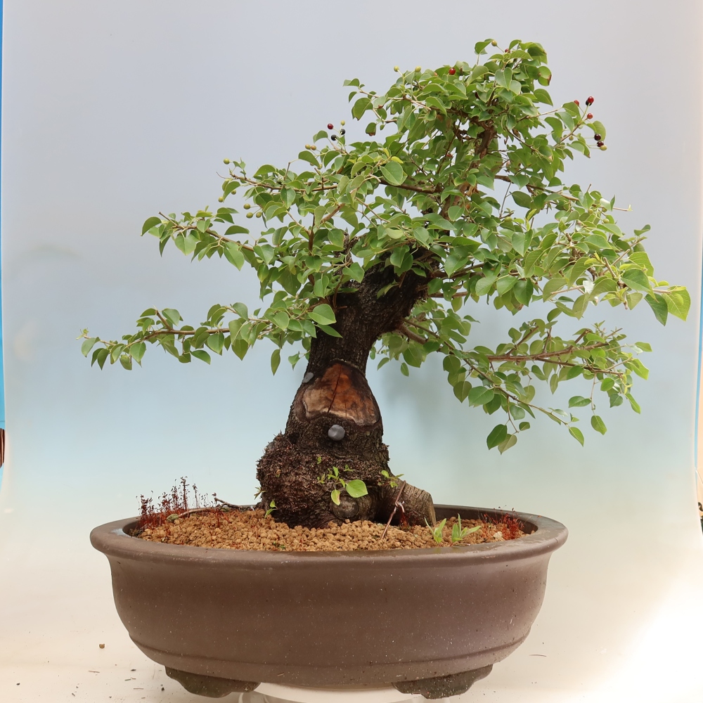Bonsai ogrodowe – Mahalebka – Prunus mahaleb