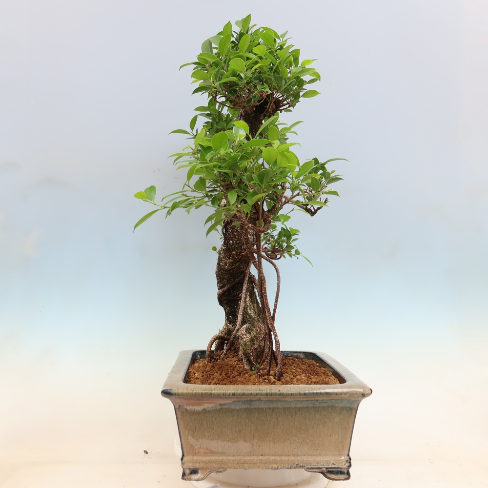 Pokój bonsai - Ficus kimmen - figowiec drobnolistny