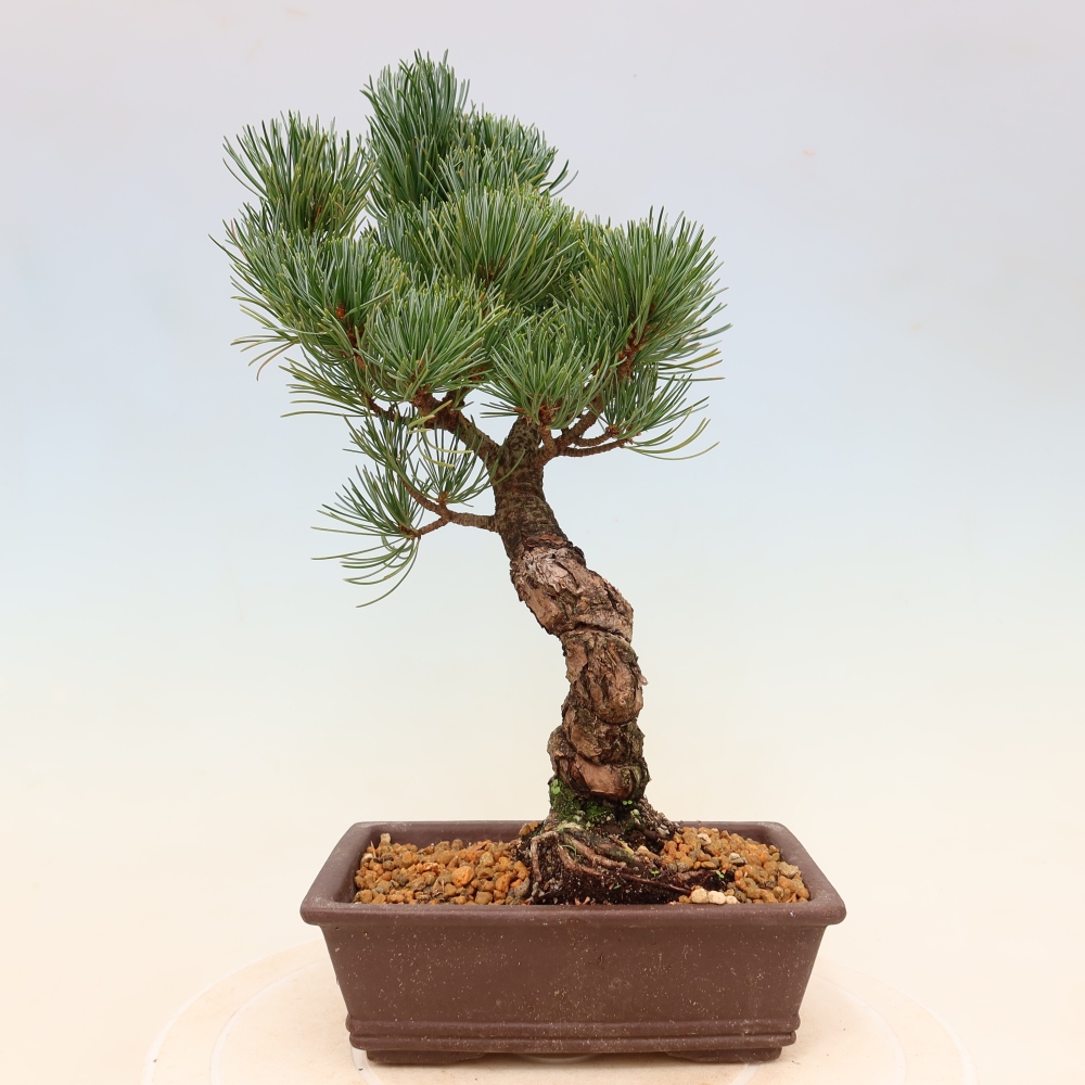 Outdoor bonsai - Pinus parviflora - Pinus parviflora