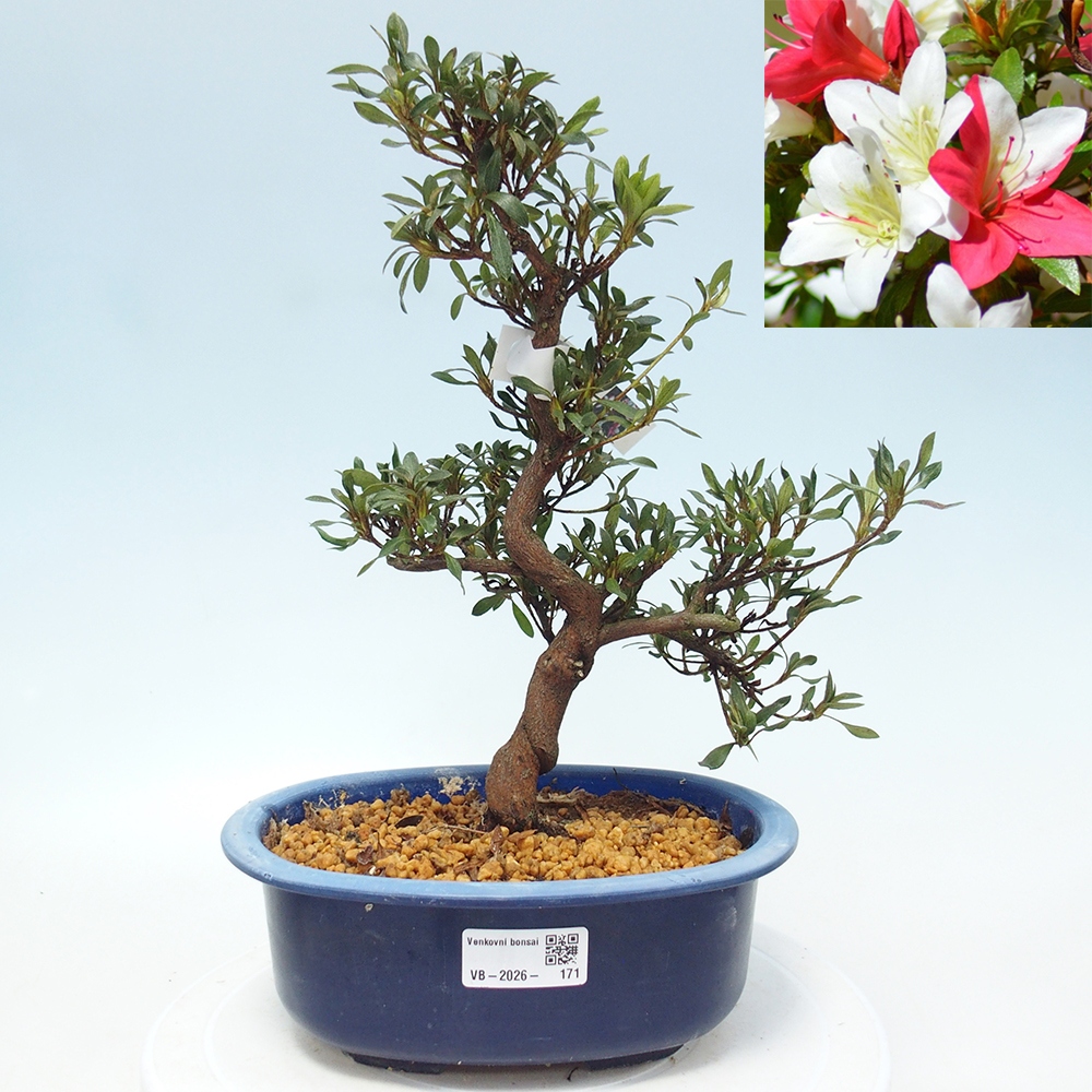 Bonsai zewnętrzne - Azalia japońska - Azalia CHIHIRO