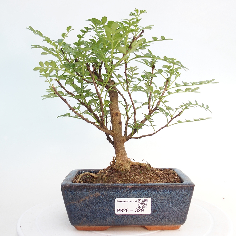 Pokój bonsai - Zantoxylum piperitum - drzewo pieprzowe