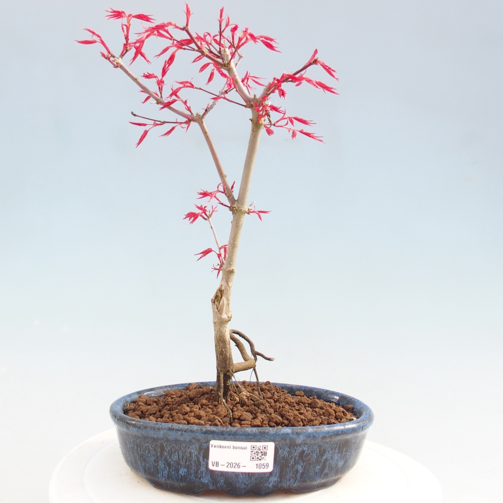 Outdoor bonsai - Acer palmatum DESHOJO
