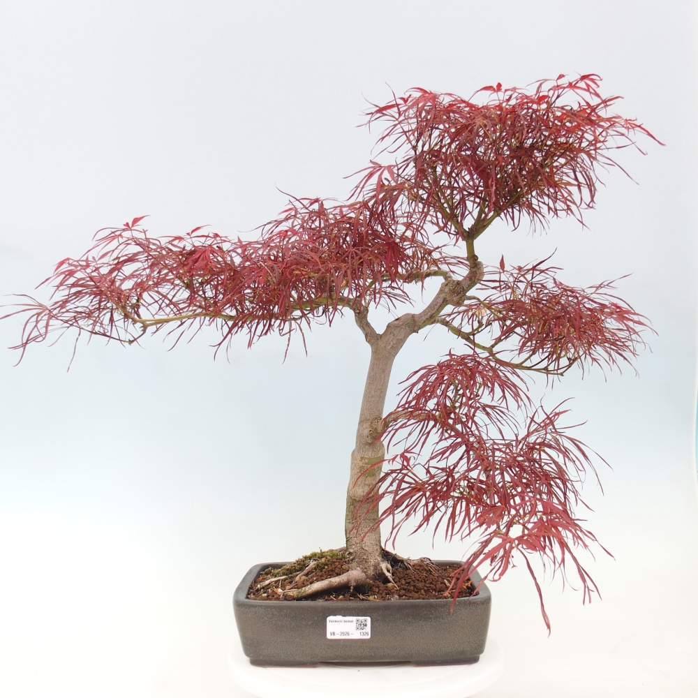 Bonsai zewnętrzne - Acer palmatum RED PYGMY