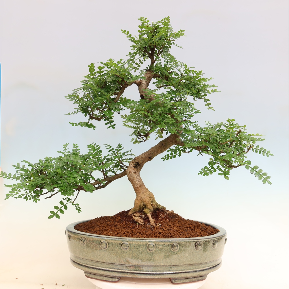 Pokój bonsai - Zantoxylum piperitum - drzewo pieprzowe