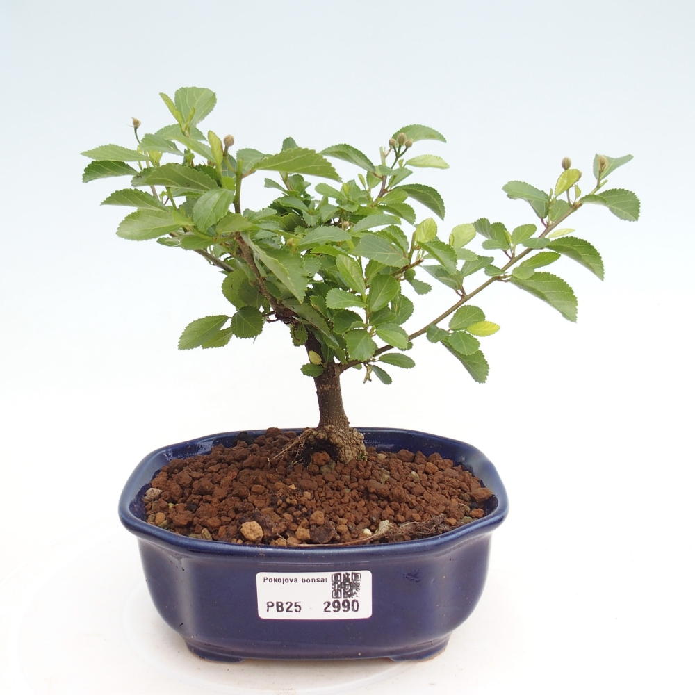 Kryty bonsai - Grewia occidentalis - Lawendowa gwiazda