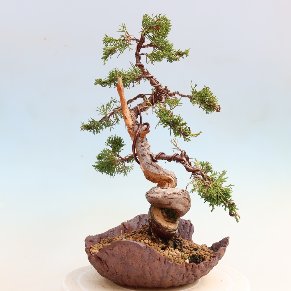 Bonsai ogrodowe – Juniperus chinensis Itoigawa – jałowiec chiński