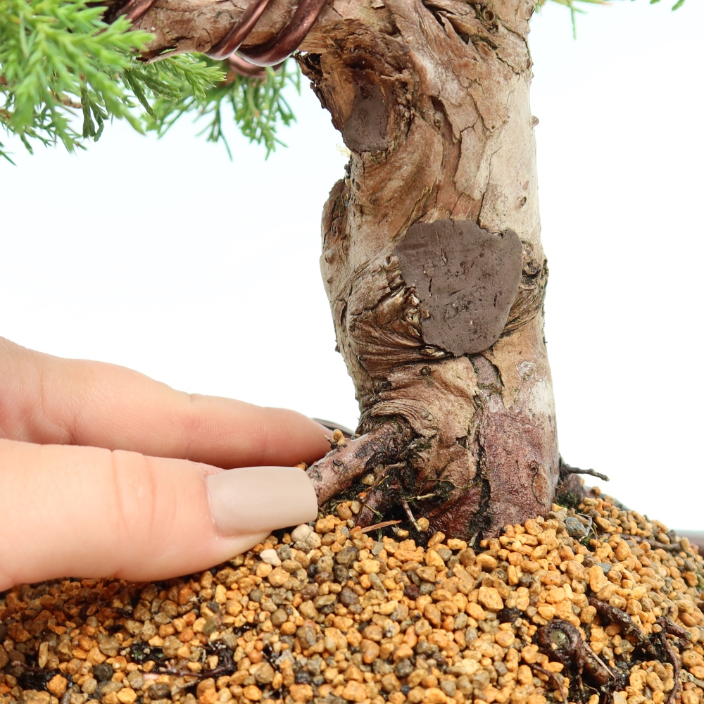 Bonsai ogrodowe – Juniperus chinensis Itoigawa – jałowiec chiński
