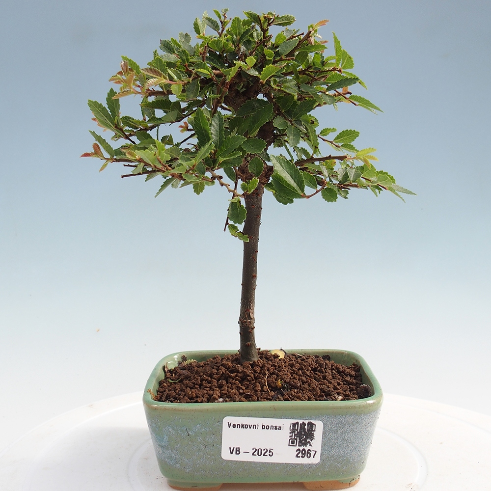 Bonsai zewnętrzne - Ulmus parvifolia Sagei - Wiąz drobnolistny