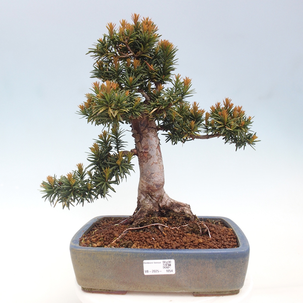 Bonsai na zewnątrz - Taxus cuspidata - cis japoński