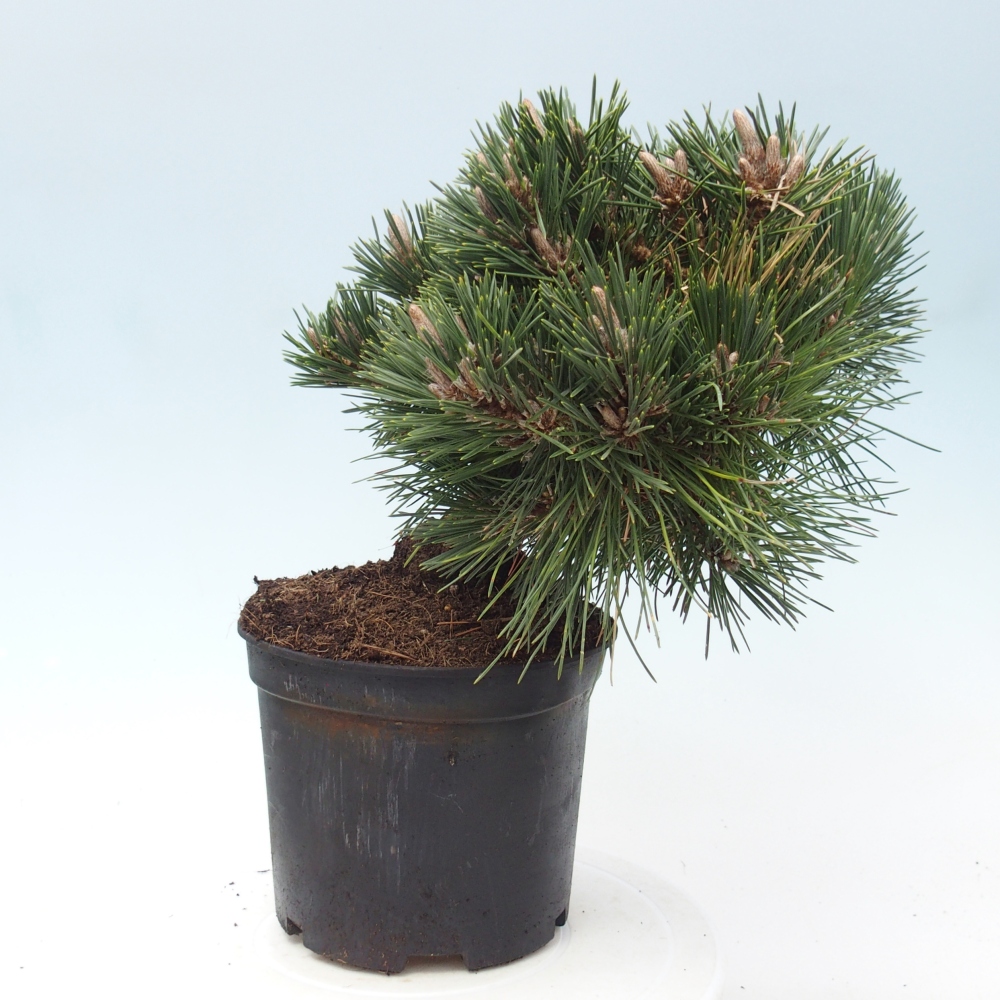 Outdoor bonsai - Pinus thunbergii senjyumaru - Sosna Thunberga