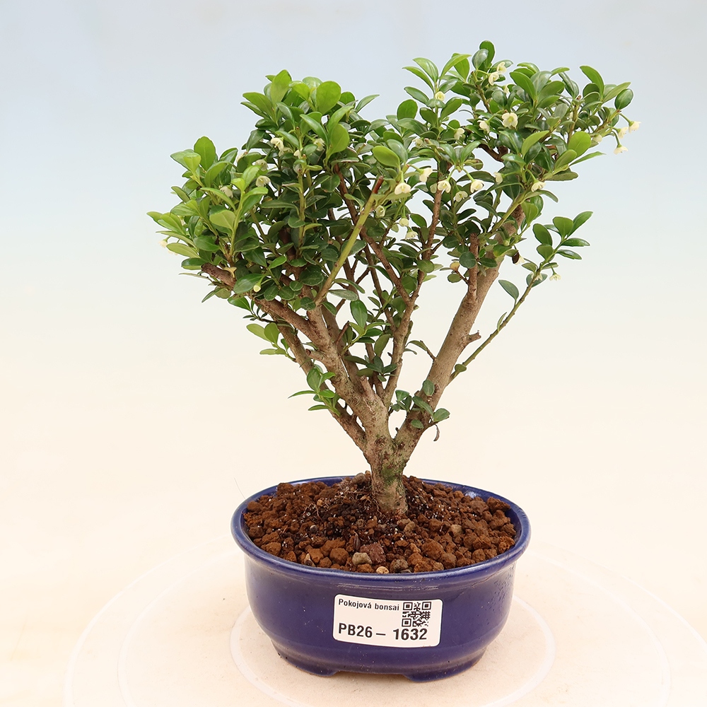 Pokój bonsai - Ilex crenata - Ostrokrzew