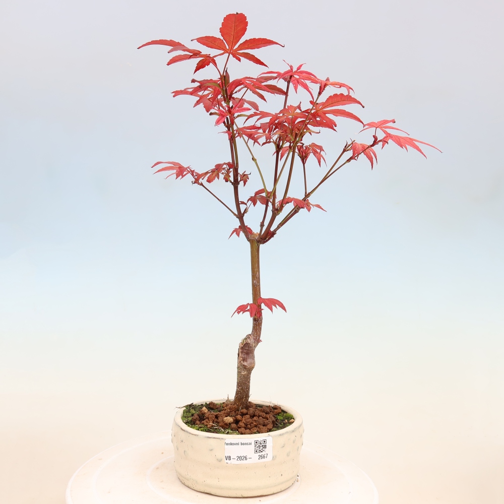 Bonsai na zewnątrz - Palma Acer. Atropurpureum-Javor palmate