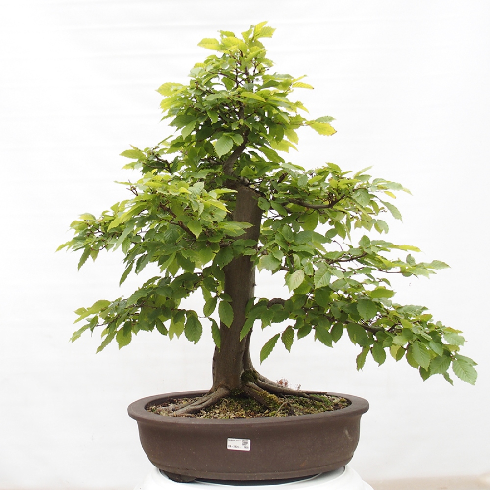 Bonsai zewnętrzne - Grab - Carpinus betulus