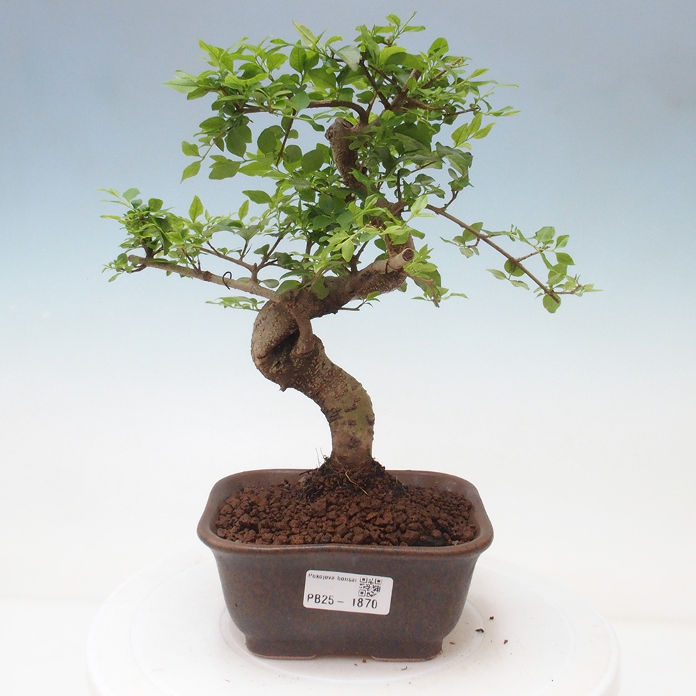 Indoor bonsai -Ligustrum chinensis - dziób ptaka