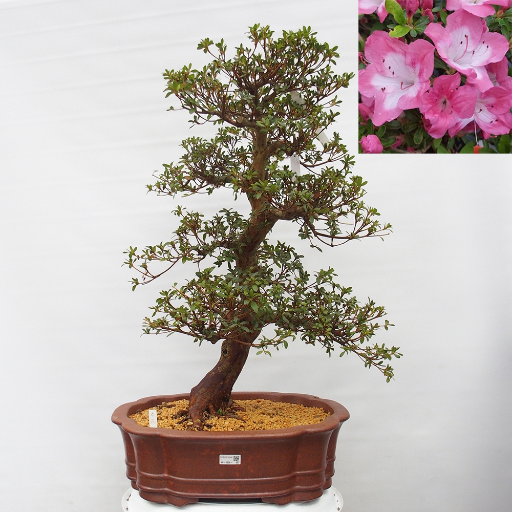 Bonsai zewnętrzne - Azalia japońska - Azalia Shunen