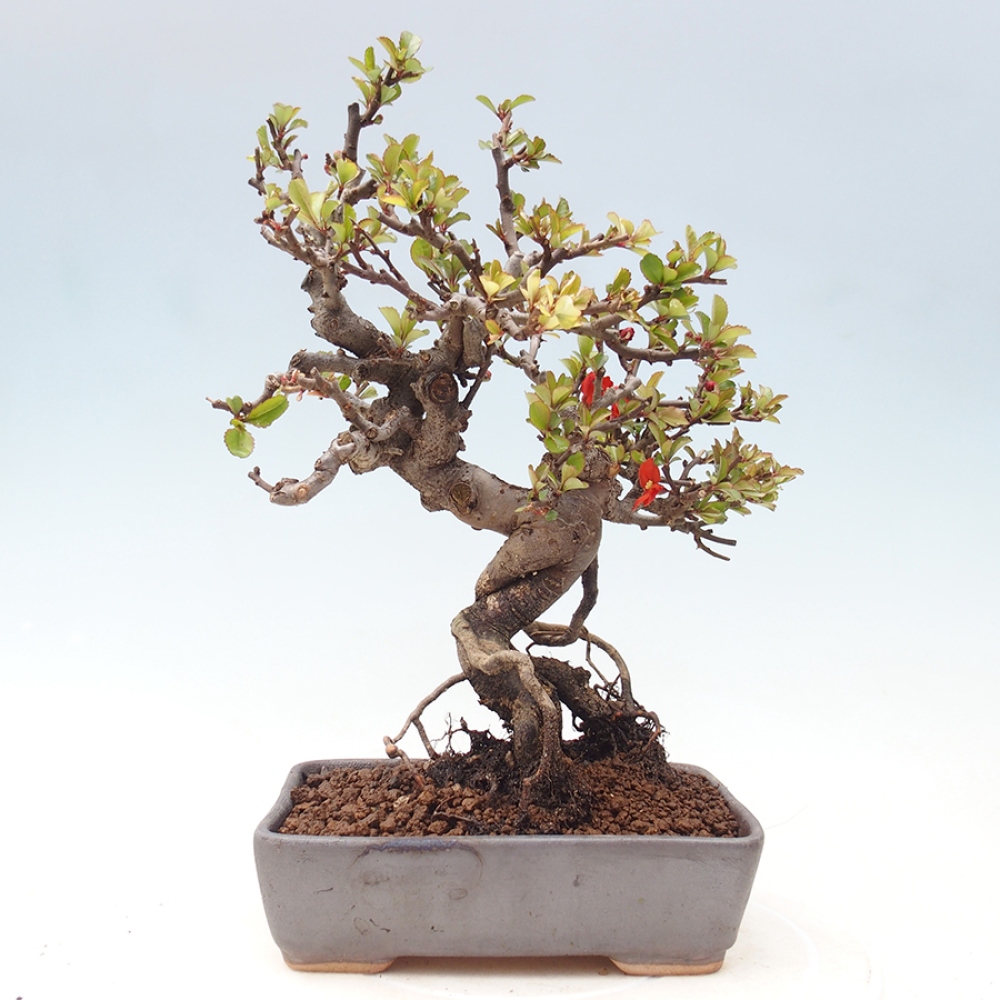 Bonsai zewnętrzne - Chaneomeles speciosa - Pigwa