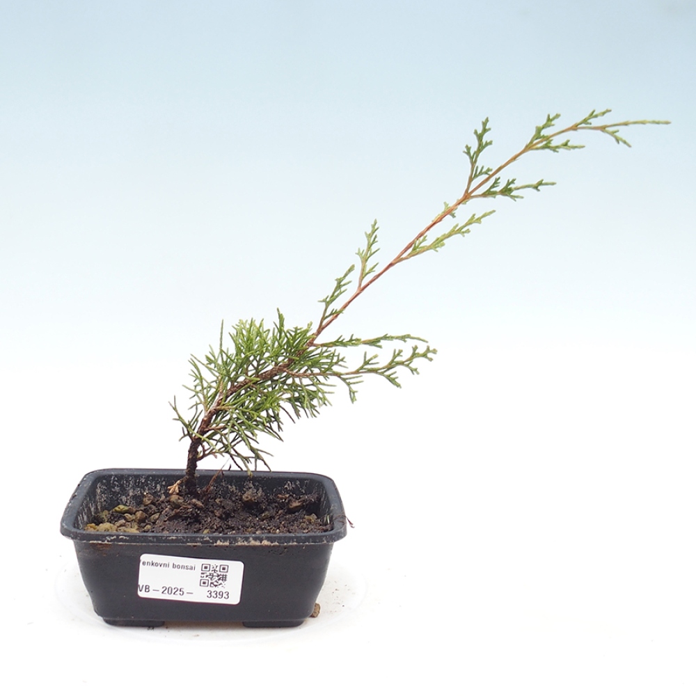 Outdoor bonsai - Juniperus chinensis Itoigawa - Jałowiec chiński