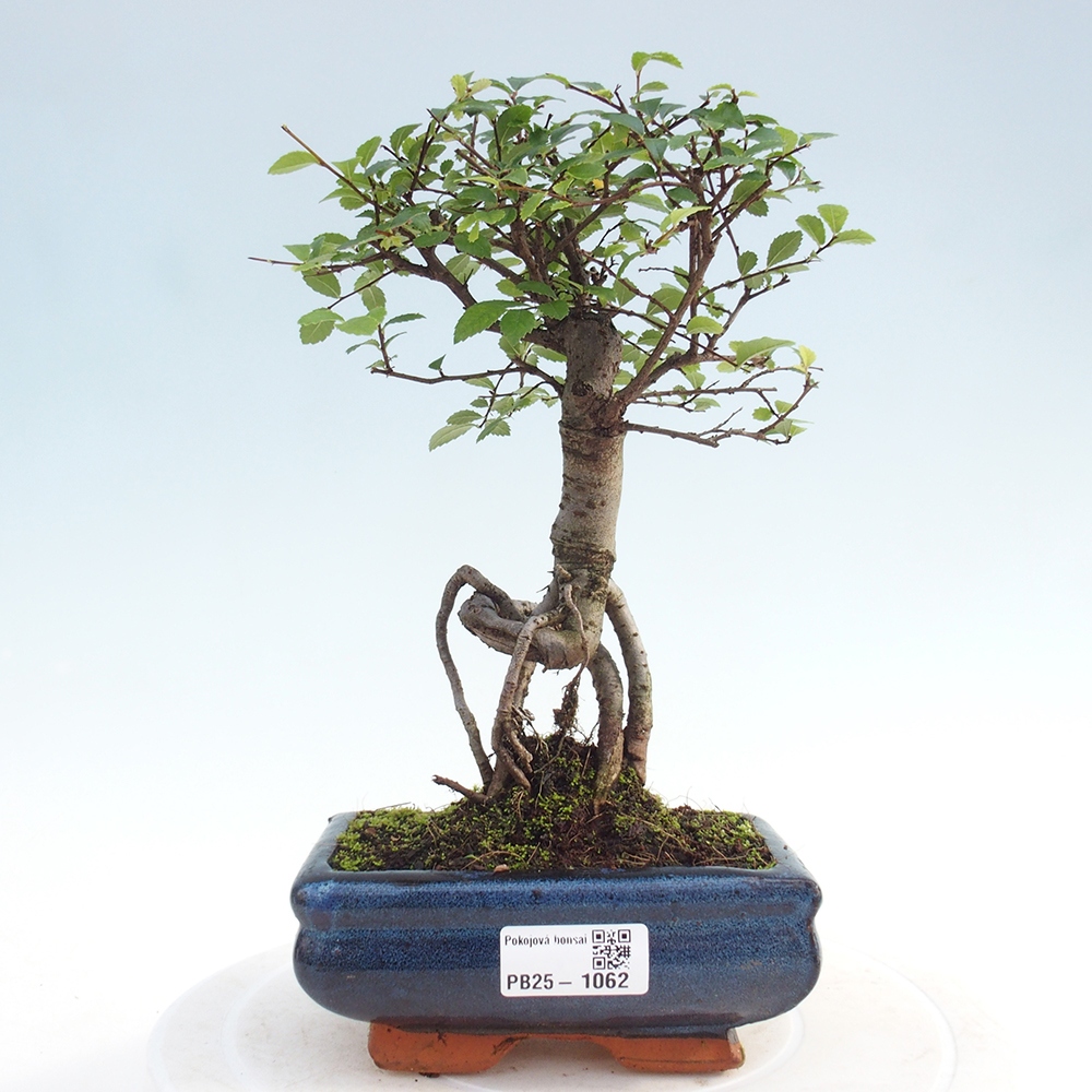 Bonsai wewnętrzne - Ulmus parvifolia - Wiąz drobnolistny