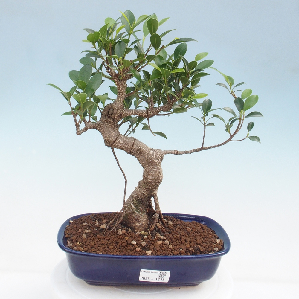 Kryty bonsai - kimono Ficus - figowiec drobnolistny