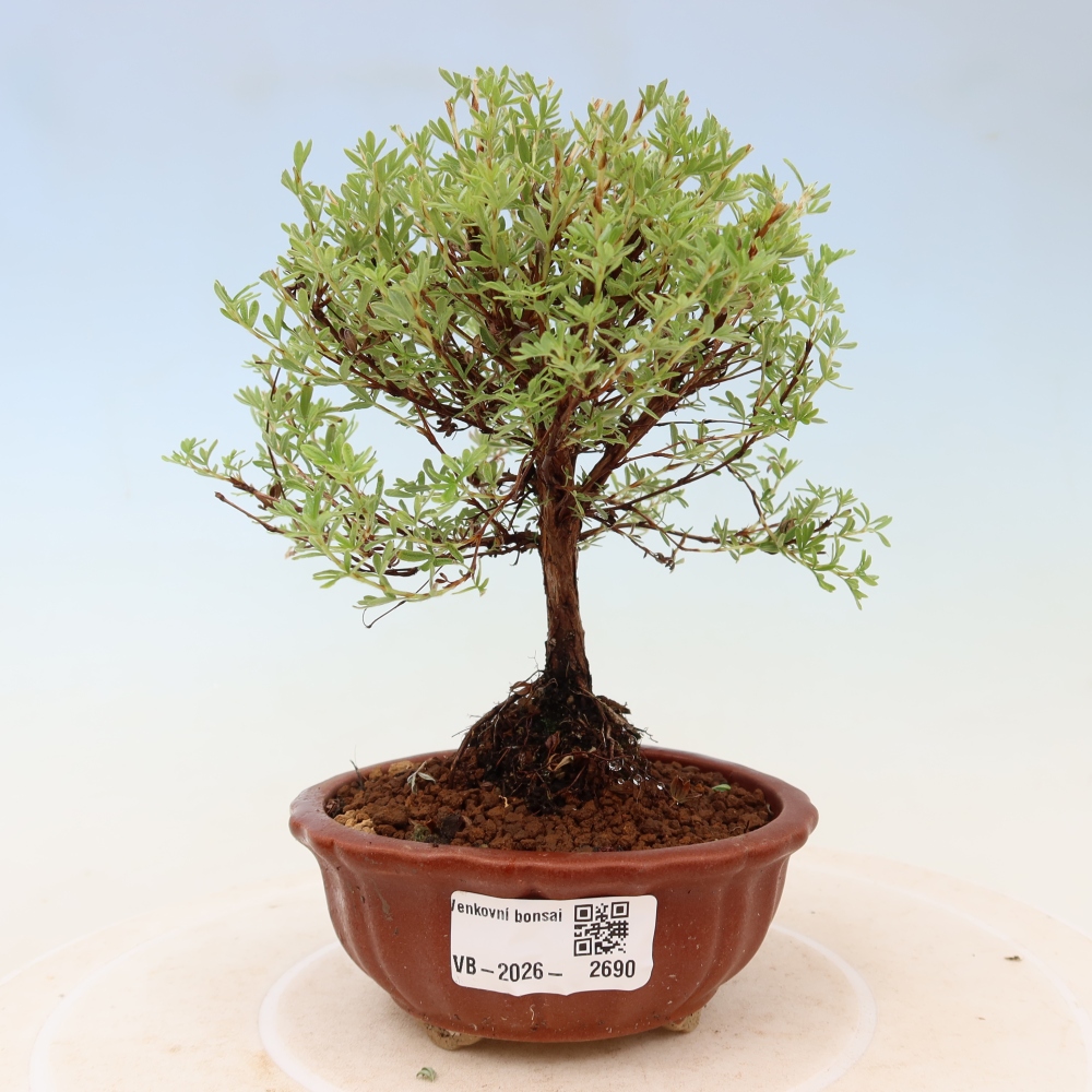 Bonsai ogrodowe – potentilla fruticosa – Goldkissen