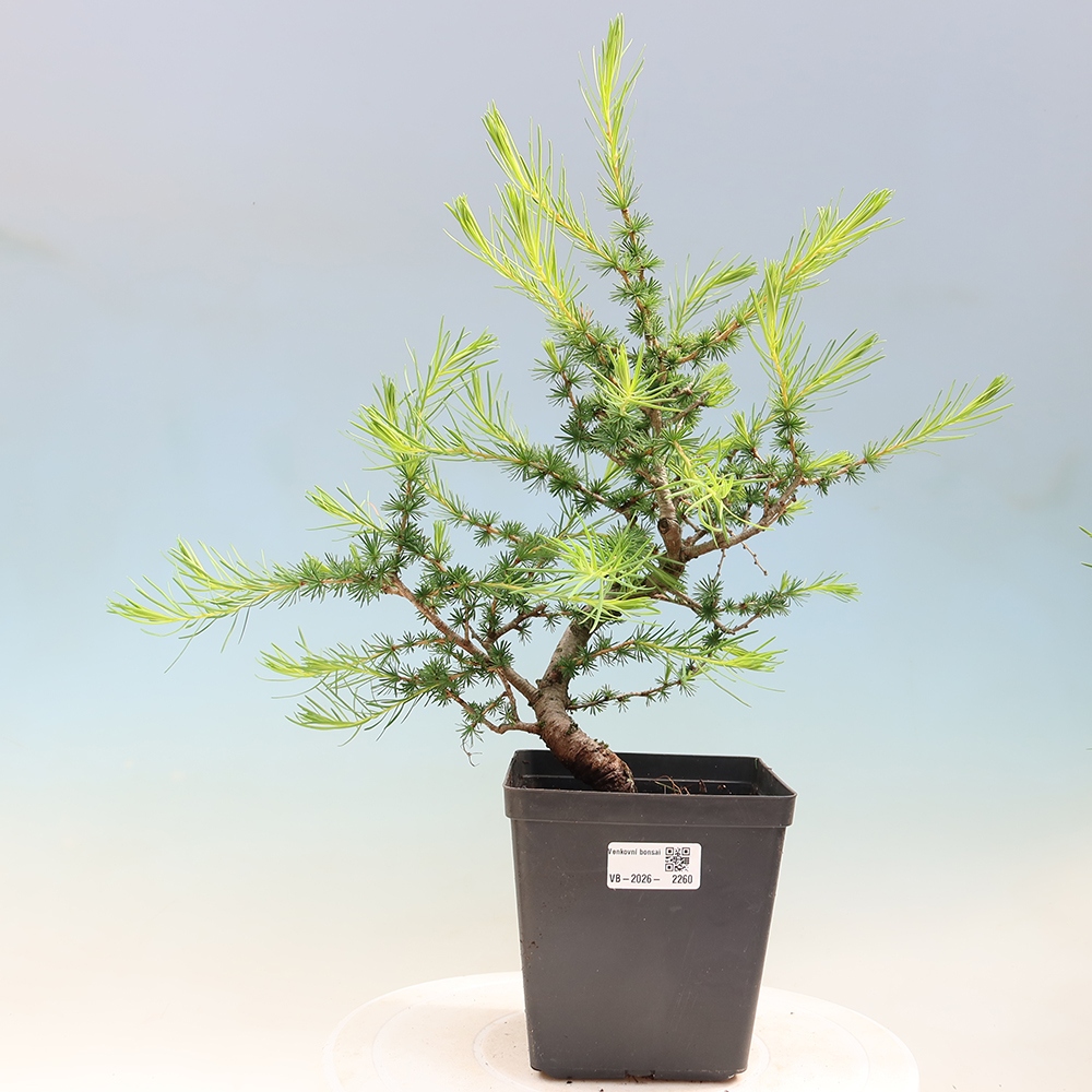 Bonsai zewnętrzne - Larix decidua - Modrzew