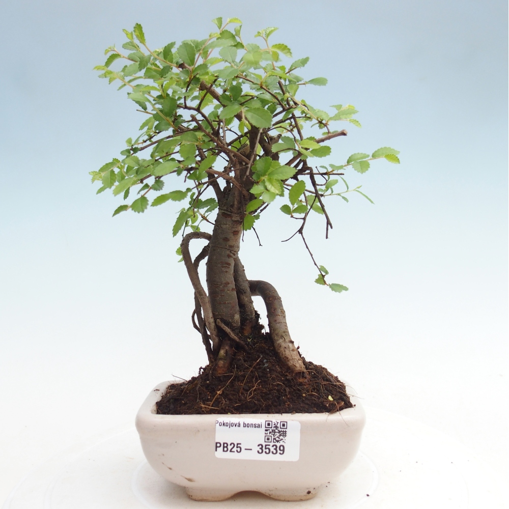Pokój bonsai - Ulmus parvifolia - Wiąz drobnolistny