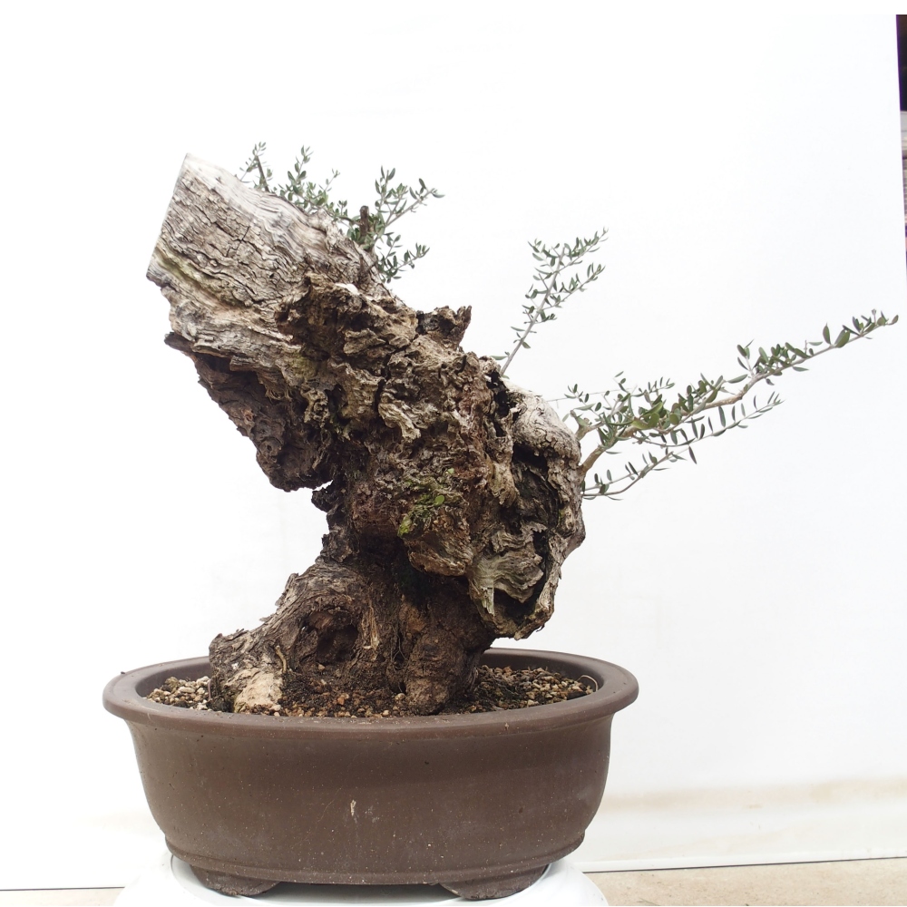 Kryte bonsai - Olea europaea sylvestris - Europejska oliwa z małych liści