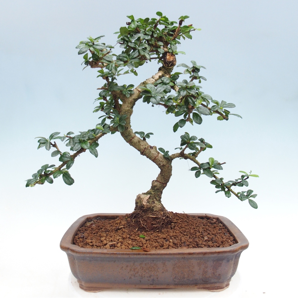 Bonsai pokojowe - Carmona macrophylla - Tea fuki