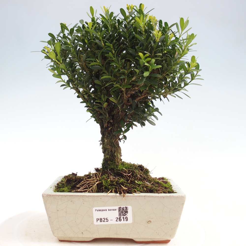 Pokój Bonsai - Buxus harlandii - Bukszpan korkowy