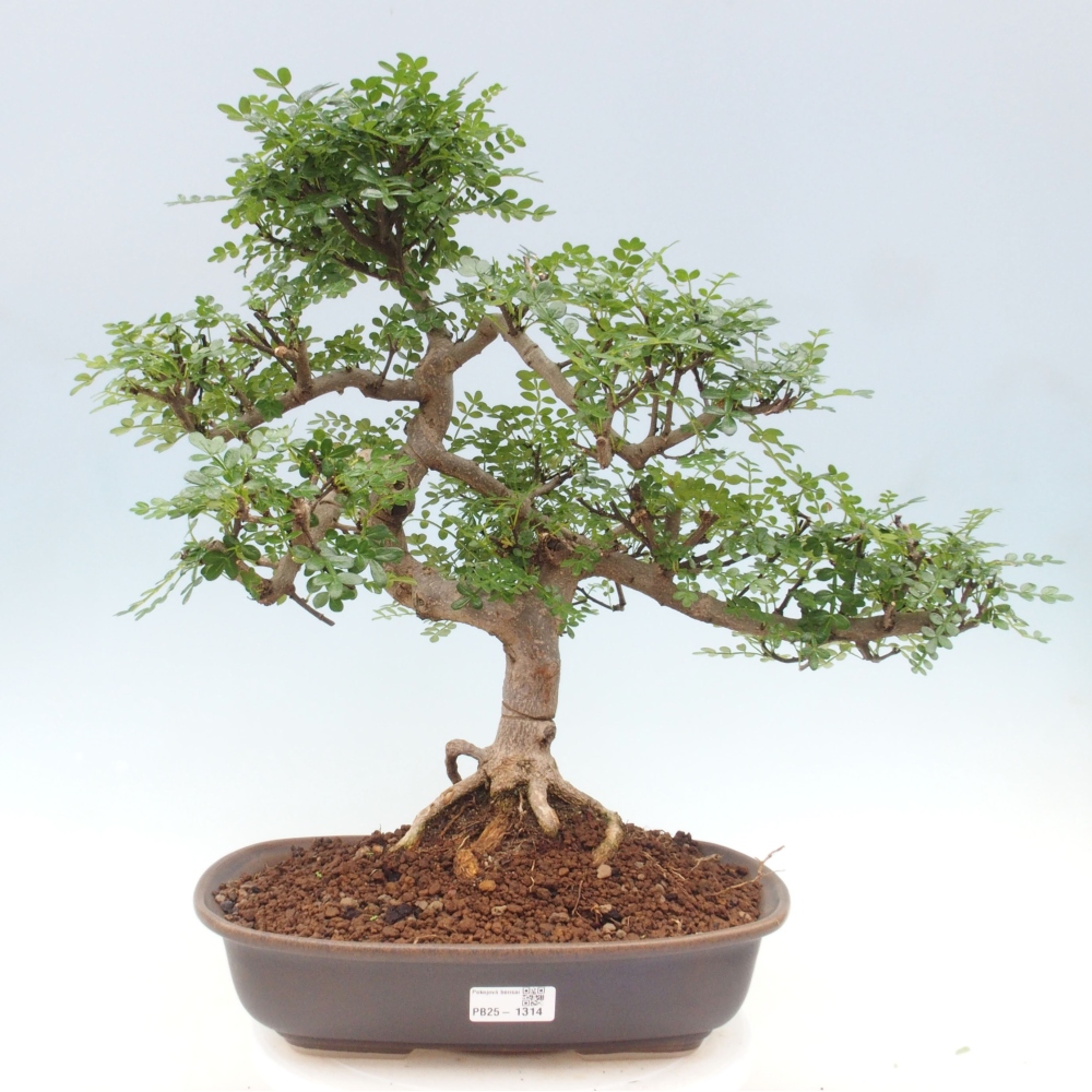 Bonsai do wnętrz - Zantoxylum piperitum - Mięta pieprzowa