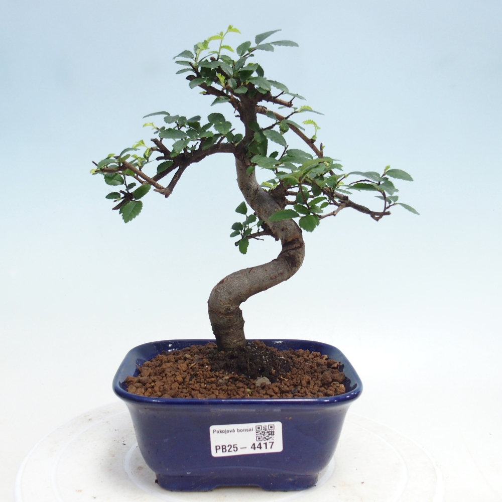 Pokój bonsai - Ulmus parvifolia - Wiąz drobnolistny