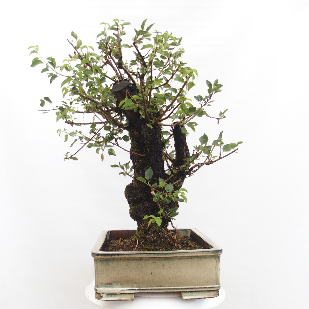 Bonsai na zewnątrz - Mahalebka - Prunus mahaleb