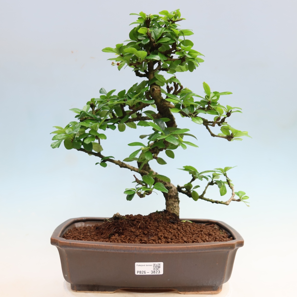 Bonsai pokojowe - Carmona macrophylla - Tea fuki
