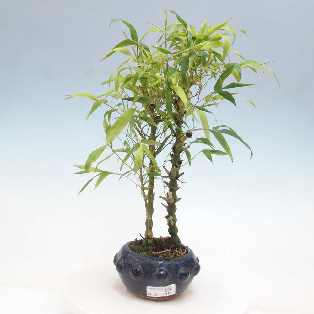 Bonsai wewnętrzne - Bambusowy Budda - Brzuch Bambusowego Buddy