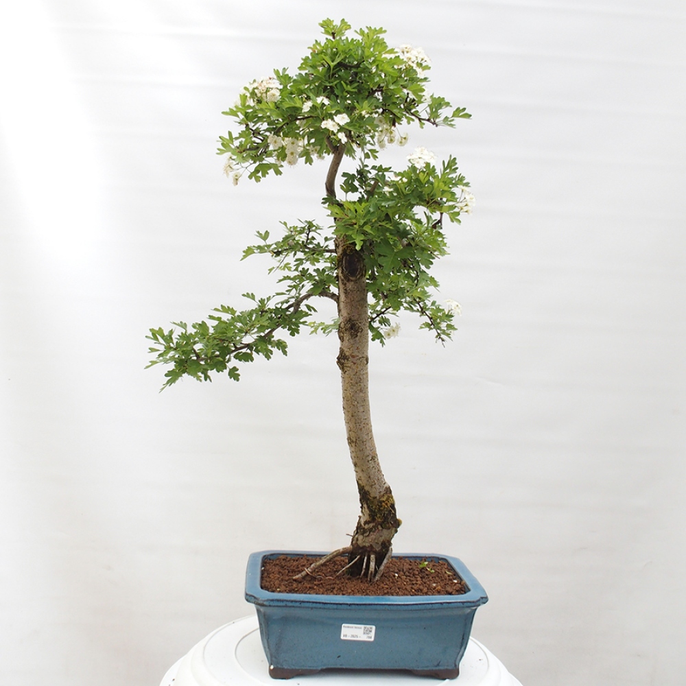 Bonsai zewnętrzne - Głóg - Crataegus monogyna