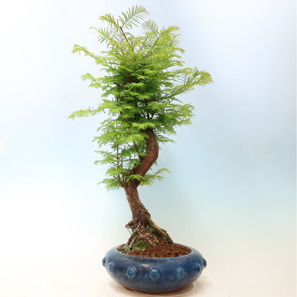 Outdoor bonsai - Metasequoia glyptostroboides - Metasekwoja chińska